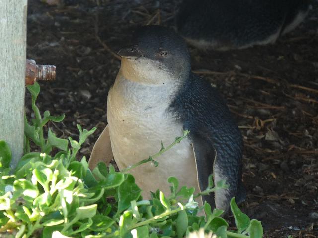 (82) Little Blue Penguin.JPG